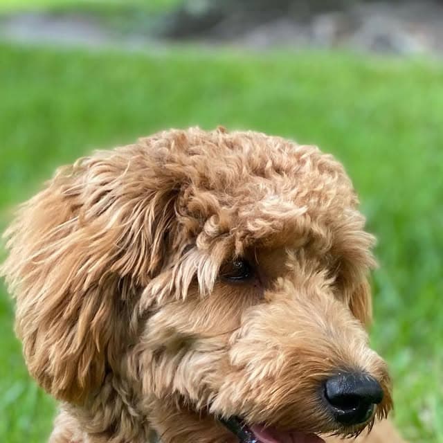 An apricot goldendoodle standing in the grass