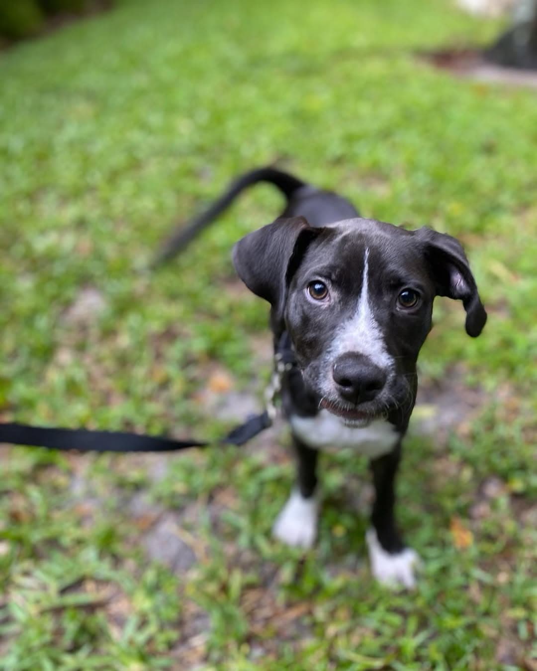 A black and white puppy looking up from the grass
