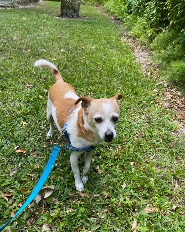 A small tan and white dog on a blue leash in the grass