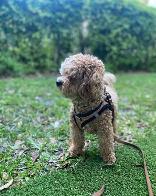 A tan curly-coated dog on a leash in the grass