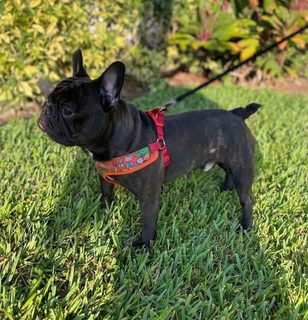 A French bulldog in a patterned harness on the grass