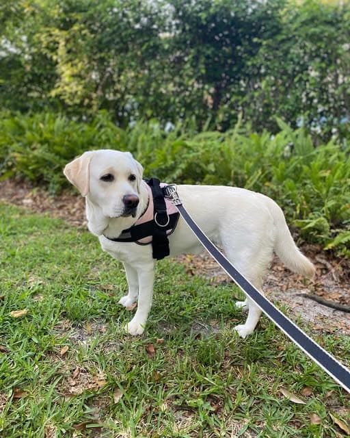 A yellow labrador in a black harness on the grass